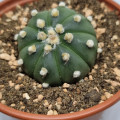 Astrophytum asterias 'Nudum'