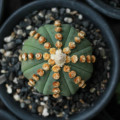 Astrophytum asterias 'Ooibo Kabuto'
