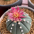 Astrophytum asterias 'Shinshowa Red'