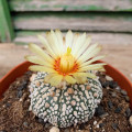 Astrophytum asterias 'Super Kabuto'