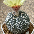 Astrophytum asterias 'V Type'