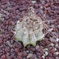 Astrophytum Capricorne