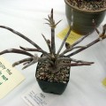 Astrophytum Caput-medusae