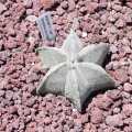 Astrophytum Myriostigma