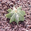 Astrophytum Ornatum