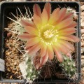 Austrocactus Bertinii