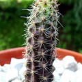 Austrocactus Coxii