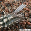 Austrocactus Patagonicus