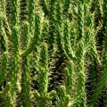 Austrocylindropuntia
