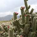 Austrocylindropuntia cylindrica
