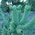 Austrocylindropuntia Cylindrica