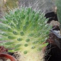 Austrocylindropuntia Lagopus