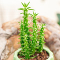 Austrocylindropuntia subulata
