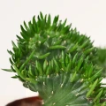 Austrocylindropuntia subulata 'Cristata'