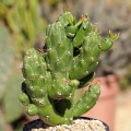Austrocylindropuntia subulata 'Gumby'