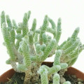 Avonia albissima