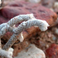 Avonia herreana