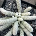 Avonia papyracea