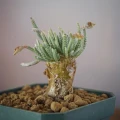 Avonia quinaria