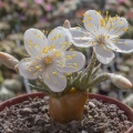Avonia quinaria ssp. alstonii