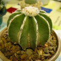 Aztekium Hintonii