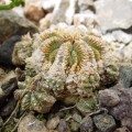 Aztekium Ritteri