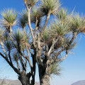 Beaucarnea gracilis