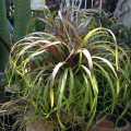 Beaucarnea guatemalensis
