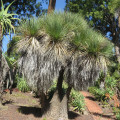 Beaucarnea stricta