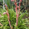 Beschorneria rigida