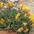 Bijlia tugwelliae