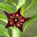 Boucerosia frerei
