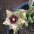 Boucerosia pauciflora