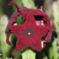 Boucerosia umbellata