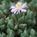 Braunsia apiculata
