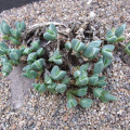 Braunsia geminata