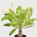 Brighamia insignis