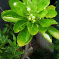 Brighamia rockii