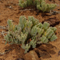 Brownanthus ciliatus