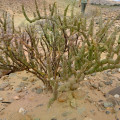 Brownanthus pseudoschlichtianus