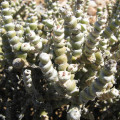 Brownanthus pubescens
