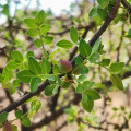 Bursera fagaroides