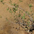 Bursera Filicifolia