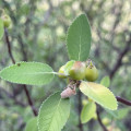 Bursera hindsiana