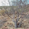 Bursera Hindsiana