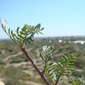 Bursera microphylla
