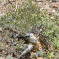 Bursera Microphylla