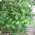 Bursera odorata