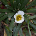 Calandrinia acaulis