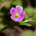 Calandrinia breweri